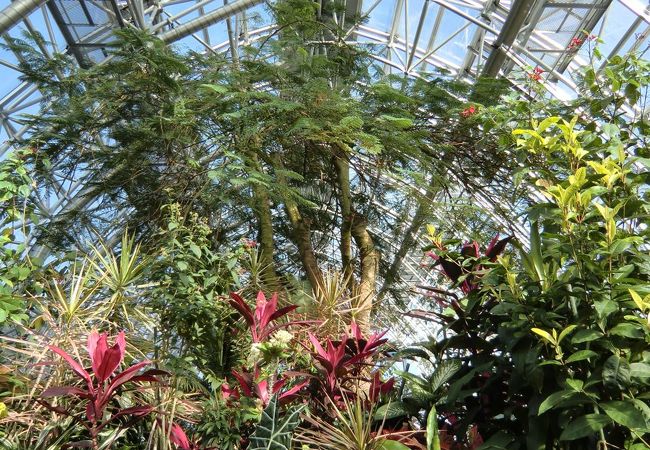 研究施設の中の熱帯の植物用温室です。