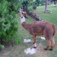 お庭を歩いてます