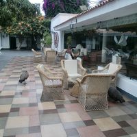 プールサイド。くじゃくもいます