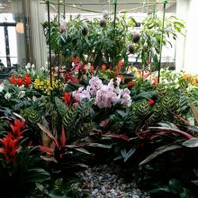 空港内2階でマンゴーがなっている