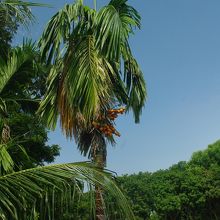 ペナンの名の由来にもなったビンロウの木（マレー語でピナン）