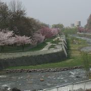 今年の桜は見事でした