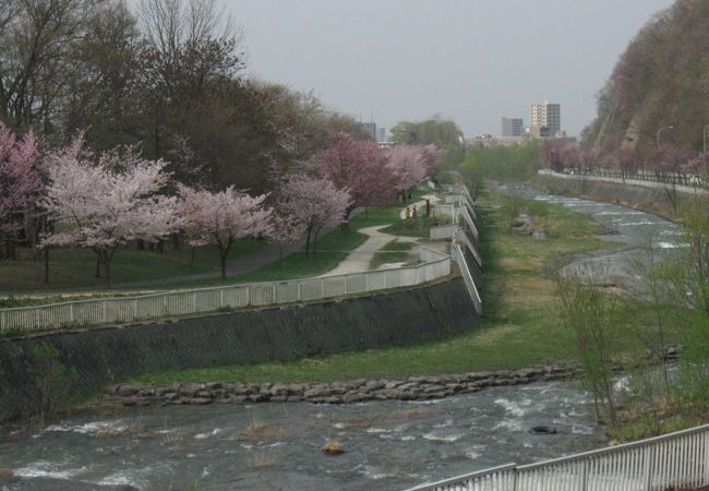 今年の桜は見事でした