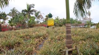 パイナップル食べ放題！