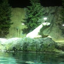 夜のホッキョクグマ