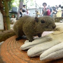 エサがある時だけこうして寄ってきます