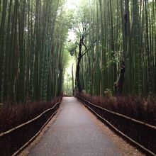 早朝の竹林の道