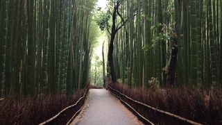 早朝がおすすめ