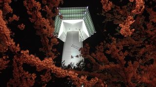 夜桜を見るなら