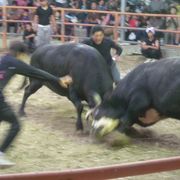 迫力がありました！「旧盆ナイター闘牛大会」～石垣～