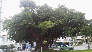 堂々としている「仲道の三番アコウ」～石垣～