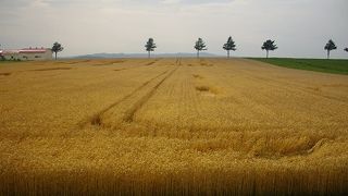 でっかい畑なメルヘンの丘