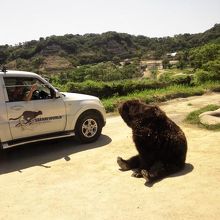 凶暴なクマもこんな間近で見ることができます