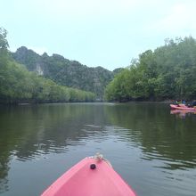 他に誰もいないマングローブの中をカヤックで進んでいきます。