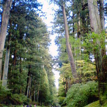 高く伸びる木々に囲まれて静けさに包まれていました。
