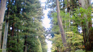 心落ち着く大猷院への小道