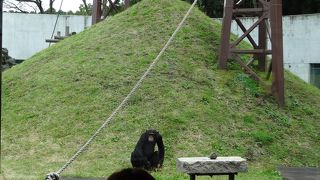 チンパンジーのパン君