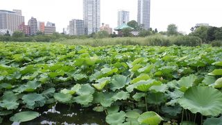 ビル街の手前に広がる蓮の景色は壮観です