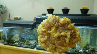 揚げもみじを店内でサクッと