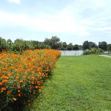 桟橋前は、キバナコスモスが満開