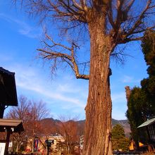 ４月のイチョウ