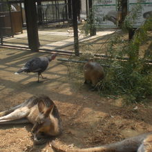 くつろぐ動物たち