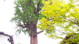 国の天然記念物！