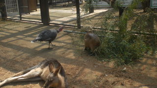 キリンやたくさんの動物達が間近に！