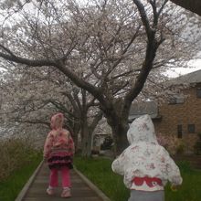 市役所近くの川沿い