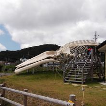 クジラさんの頭。全体を撮るのは難しそう