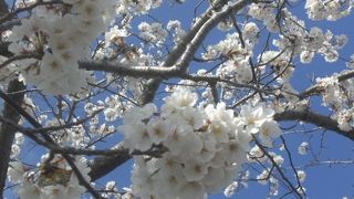 桜並木が多い場所