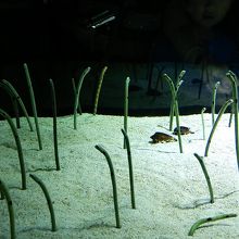 チンアナゴです