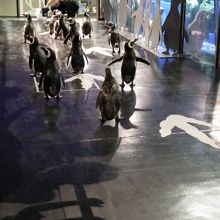 ペンギンの散歩