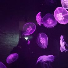 クラゲ。照明によって色が変わります。