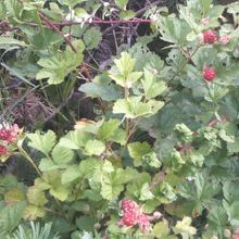 キイチゴの食べ過ぎにはご注意を（笑）。