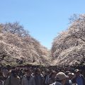 広大な敷地の桜並木