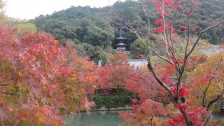 もみじの永観堂