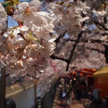 桜の時期は屋台が並びます