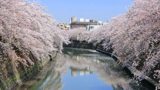 約800本の桜並木で知られる桜の名所。散り始めの花筏の時期が最高
