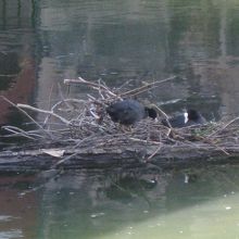 すぐそばに水鳥ウォーターチキンの巣