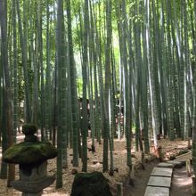 約2000本の孟宗竹です！