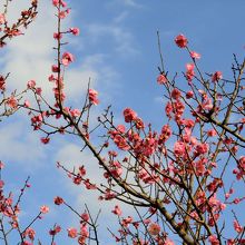 市民の森、の「梅園」