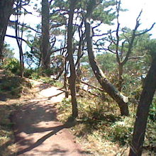 地面がむき出しの獣道のような場所もあります。
