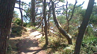 伊豆の海景色を満喫できますが足元と虫に注意