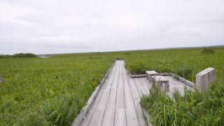 サロベツ原野の自然を肌で体感