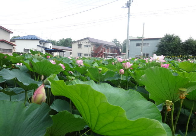 門前はハスの花が満開