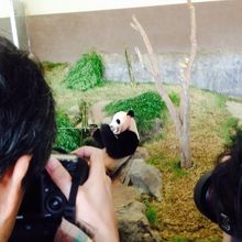 笹を食べているパンダ