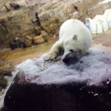 氷に顔をすりつけてます