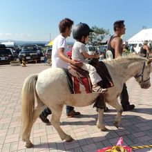 ポニーに乗って一回り２００円、その他ミニ動物・犬・ウサギ