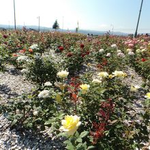 バラが沢山咲いています。